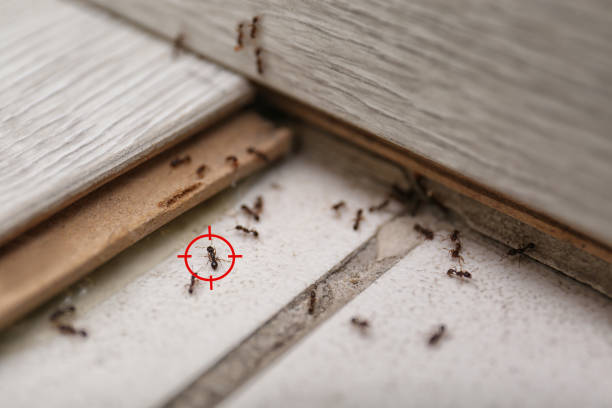 Professional Pest Control in Closter, NJ