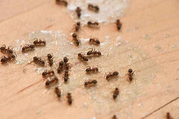 Best Pest Control Near Me in Closter, NJ